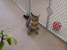 Allie, September 2005