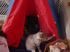 Allie & Lily check out Hunter's new teepee