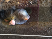 Angel Island 5-Miler