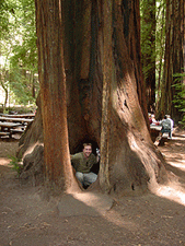 Silly Ryan in a tree...