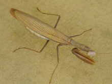 Praying Mantis in the gazebo.