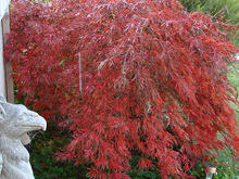 Love the Japanese Maple this time of year...