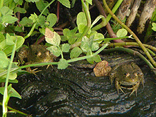baby bullfrogs