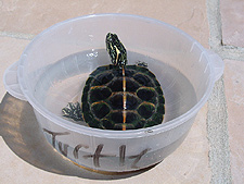 Turtle waits in his bowl while Dave cleans his tank.