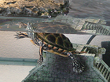 Turtle in his tank.
