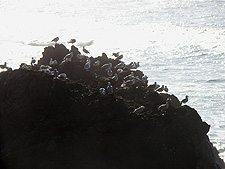 lots of birds on a rock