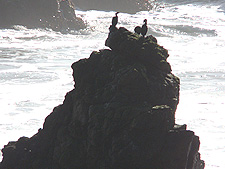 birds on a rock