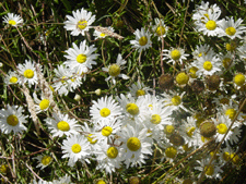 Wild Daisiies