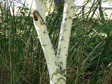 a pretty Birch tree