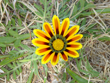 flowers in the campground