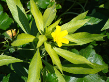 flowers in the campground