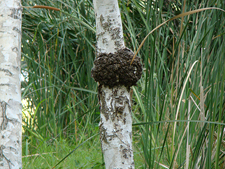cool looking tree trunk