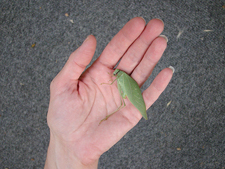 A cool bug that looked like a leaf.  It looks dead, but it was alive!