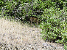 A buck in the woods...