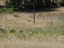 Fawn