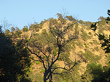 A dark tree backlit by sunny hills.