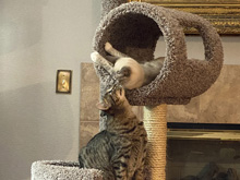 cat tree
