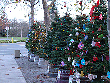 Charlie Brown Christmas Tree Grove