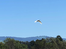 Roseland Creek Trail