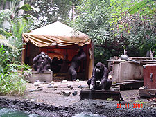 Jungle Cruise