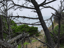 View through the trees at the Botanical Gardens.