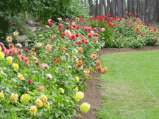 Dahlia Garden