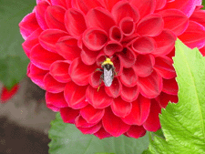 Bee in Dahlia