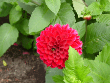 Bee in Dahlia