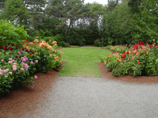 Dahlia Garden