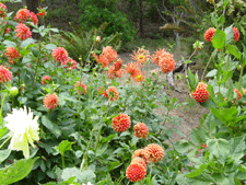 More Dahlias