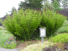 Beautiful grasses.