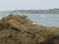 Seagulls on the rocks...