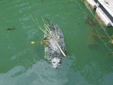 Seal.