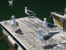 Seagulls.