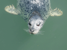 spotted seal