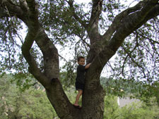 Hunter in a tree