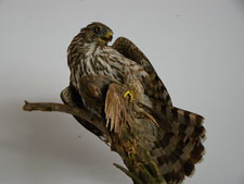 Lake Sonoma Recreation Area