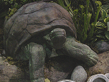 Giant turtle!