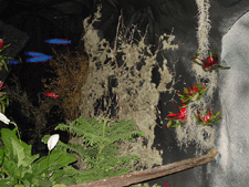 See the glowing blue fish in the background?