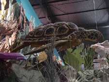Huge sea turtle covered with dried beans.