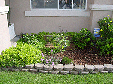 A closer view of the shrubs.