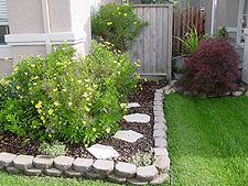 Our daisy bush is taking over...