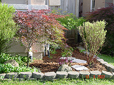 New bark and a few new flowers