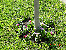 Flowers around the tree.