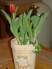 First tulip...(with frog from Natalie.)