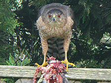 Hawk eating a pigeon