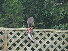 Hawk eating a pigeon