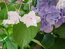 Shooting Star Hyacinth