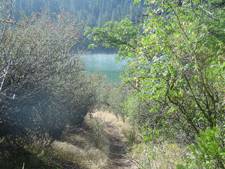 View of the lake through the trees.
