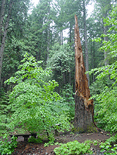 Liberty Tree